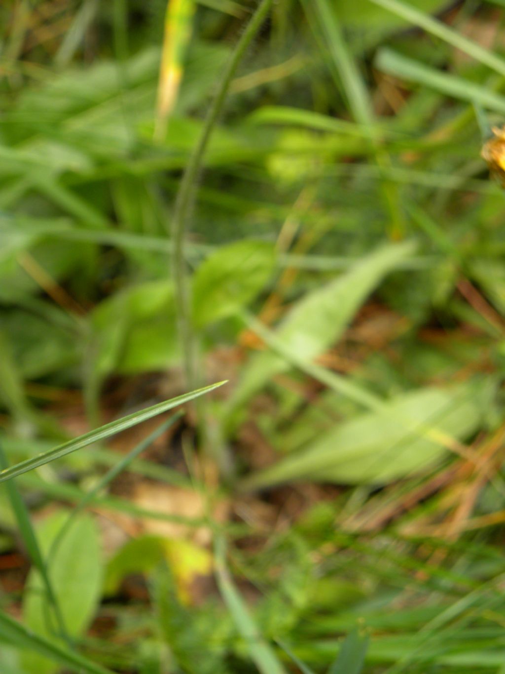 Pilosella aurantiaca, Asteraceae
